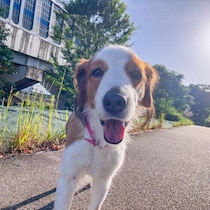 日々の習慣改善で犬の骨にいい効果が！お散歩や食事からできる「骨にいいこと」