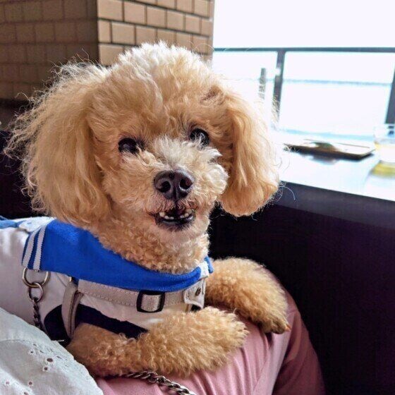 お泊りを楽しむトイ・プードル