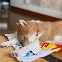 災害時にも役立つ犬の『外泊しつけ』とは？基本と役立つポイントを解説