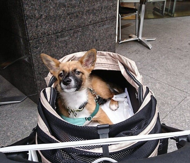 こちらを見ている様子の犬(生後4カ月)