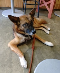 生後4カ月のときにお迎えされた元保護犬子犬→約8年が経過、「人の心に寄り添う」穏やかなコに！