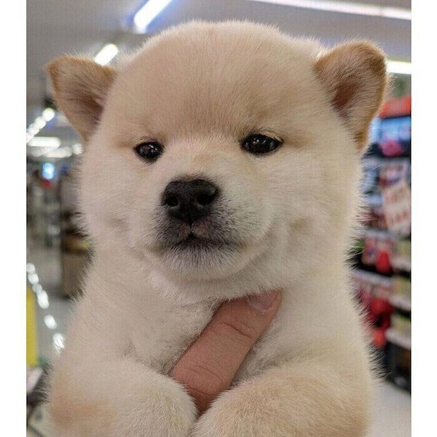 しろまめくんと出会ったときに撮影した一枚