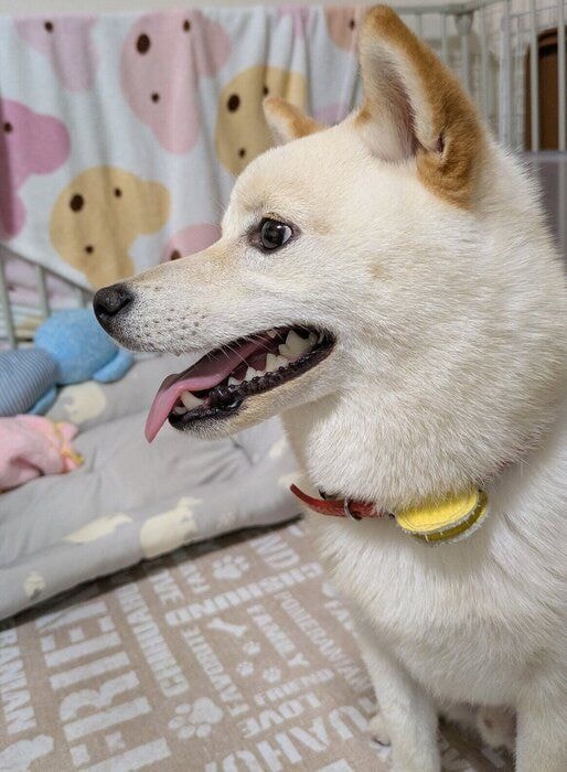 生後9カ月のころに撮影したしろまめくん