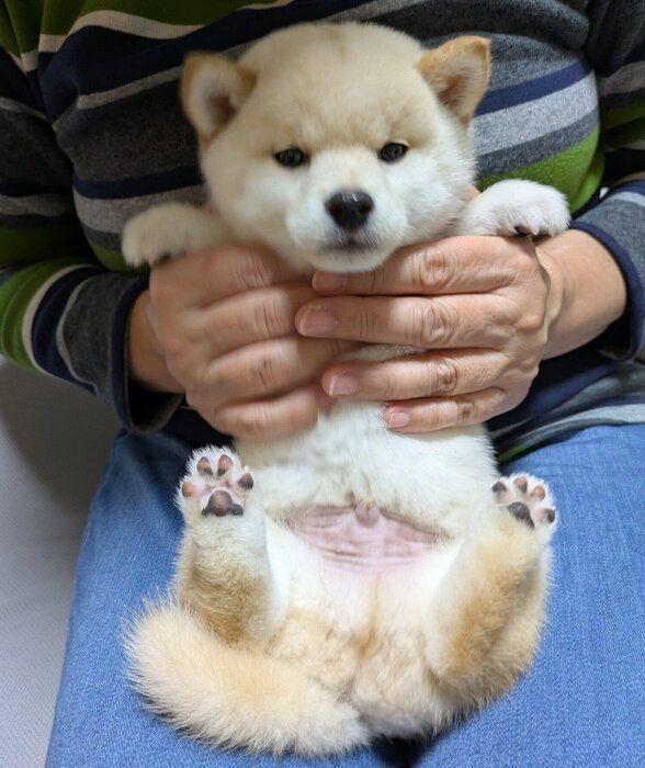 生後3カ月のころに撮影したしろまめくん