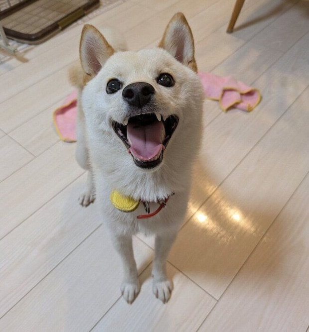 ニコニコ顔のしろまめくん