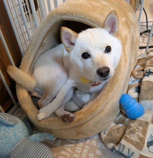 まったりするしろまめくん