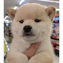 生後2カ月の“もちもち柴”と出会って家族に　1才の現在は凛々しい“きつね顔”に成長！