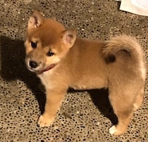 イタズラ盛りだった生後2カ月の柴犬子犬が、約7年後には飼い主の言葉を理解できるコに成長！「心から守りたい」存在に