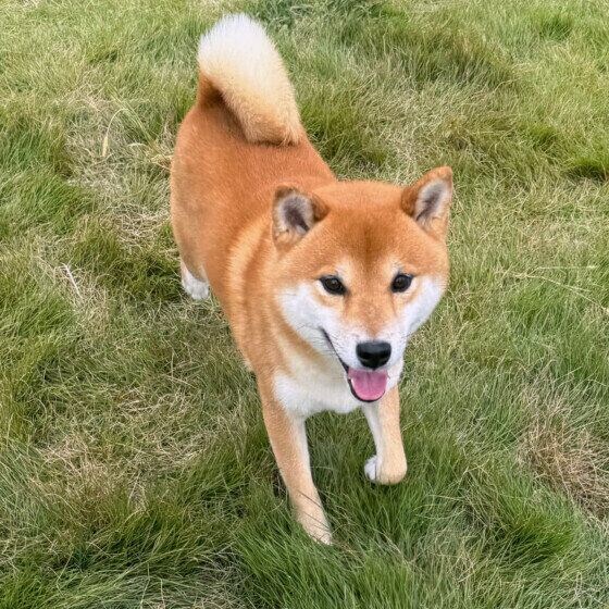 嬉しそうな顔のコテツくん