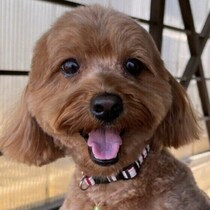 犬に避けるべき3つのNG行動と、愛犬のやさしさを損なわないためのポイント