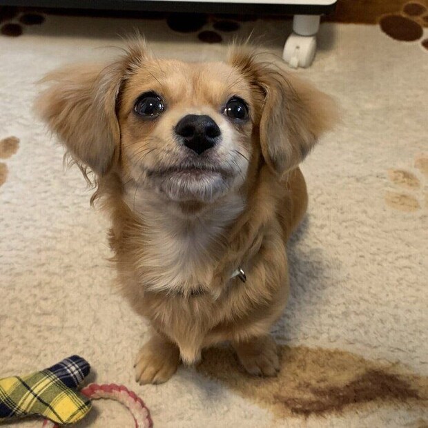 子犬時代のモコナモドキくん　飼い主さん宅にやって来て2カ月経った頃の様子