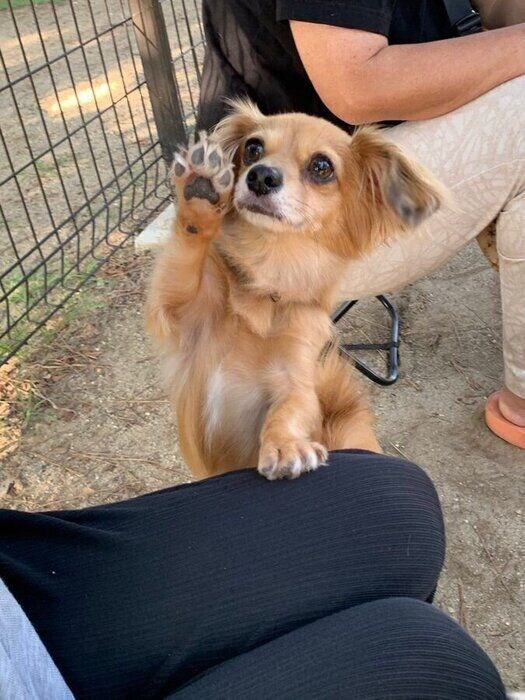 別の日の様子　この肉球を自慢する様子やクリクリな瞳は、モコナモドキくんの魅力のひとつなのだとか