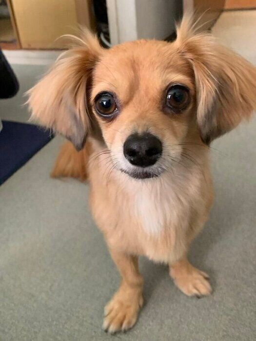 「毎日楽しく健康で長生きしてほしいです」と飼い主さんが