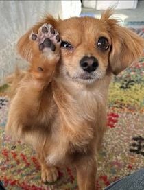 「肉球を自慢する」愛犬の写真が約1.7万いいねで話題！　SNSでは「究極にかわいい」の声も