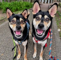 「また犬を迎えたい」と思えたときに2頭の保護犬をお迎え　4才になり、夫婦の“元気の源”のような存在に！