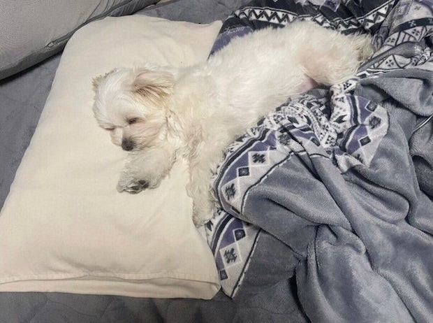 布団で眠るおもちちゃん