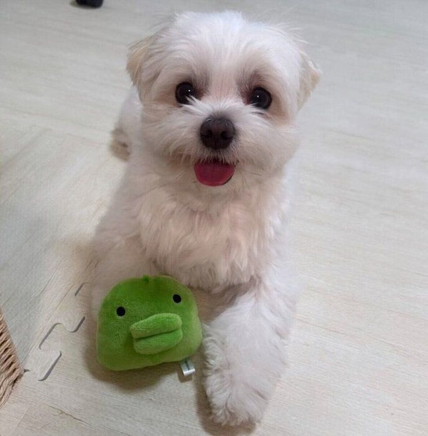 ニコニコ顔のおもちちゃん