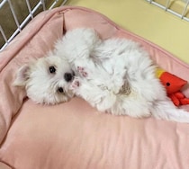 ベッドの上で“ヘソ天リラックス”していた子犬→2年後、体も大きく信頼も深まった姿にほっこり！