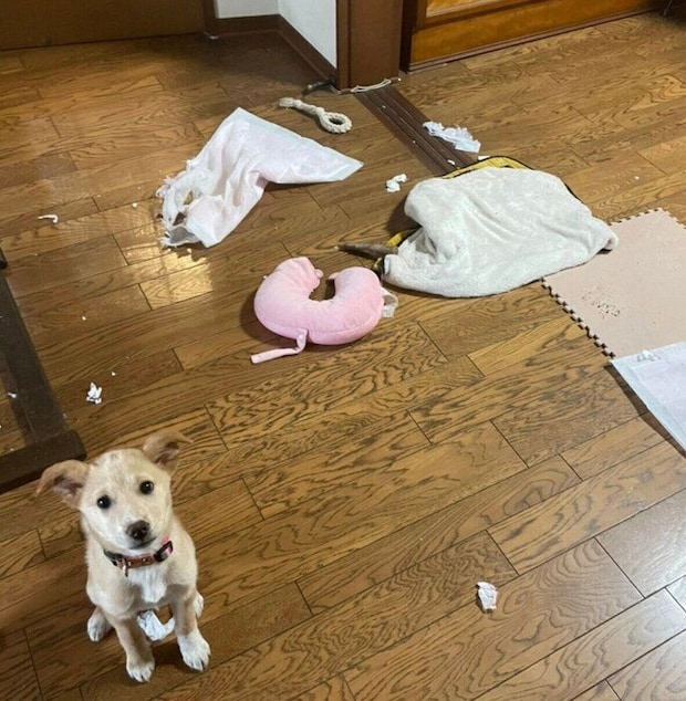 なつ子ちゃんのやんちゃさがうかがえる写真