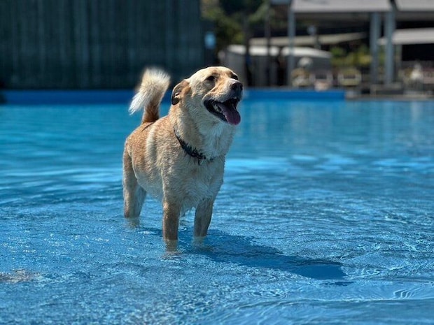 プールで遊ぶなつ子ちゃん