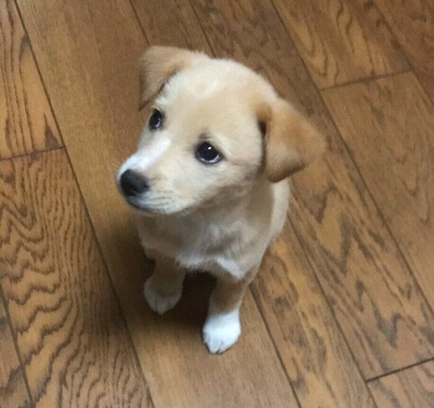 お迎え初日のなつ子ちゃん