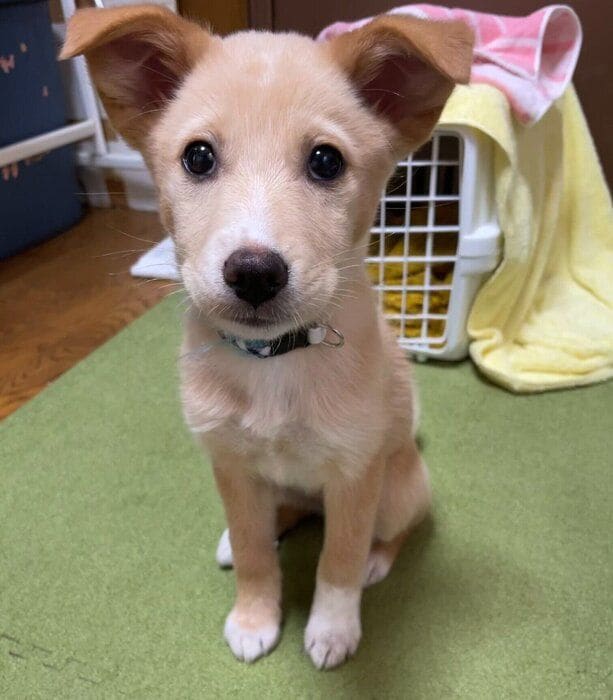 お迎えして2〜3カ月が経ったころに撮影したなつ子ちゃん