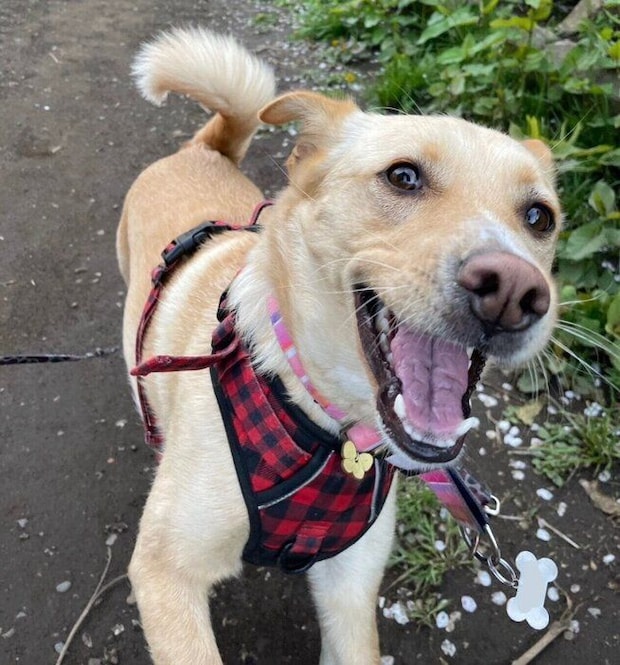 散歩を楽しむなつ子ちゃん