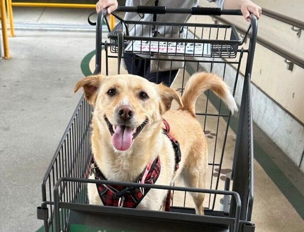 飼い主さんと一緒に買い物に来たなつ子ちゃん