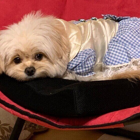 Ｍｉｘ（雑種）小型犬  夏服を着ました