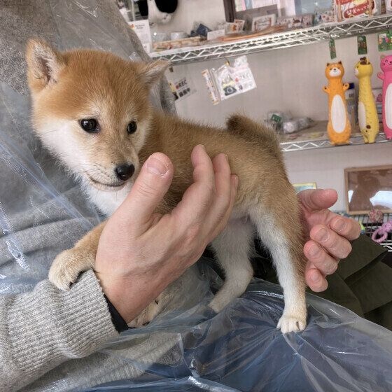 柴　パパとママはメロメロ