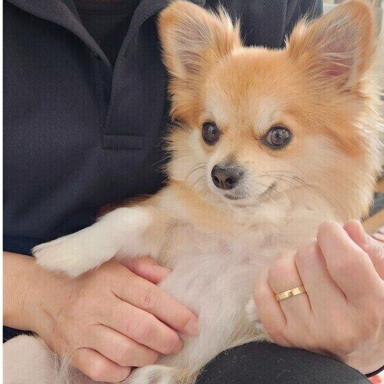 チワワ　ママのお膝でまったり