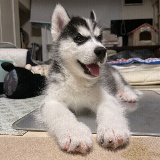 シベリアン・ハスキーの子犬