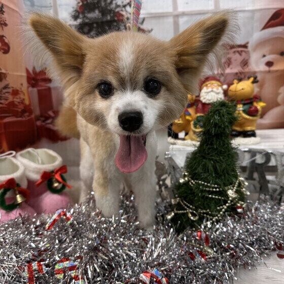 クリスマスの背景とパピヨン