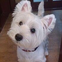 犬が飲むとNGな飲み物6選　犬にとって危険・与えてはいけない飲み物とは