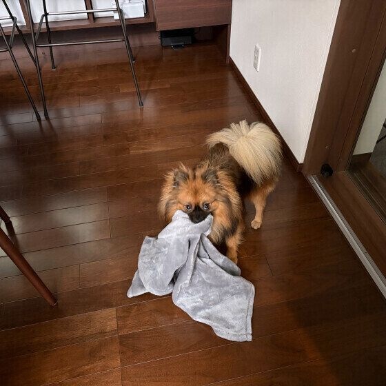 ポメラニアン 取れるもんなら、取ってみ