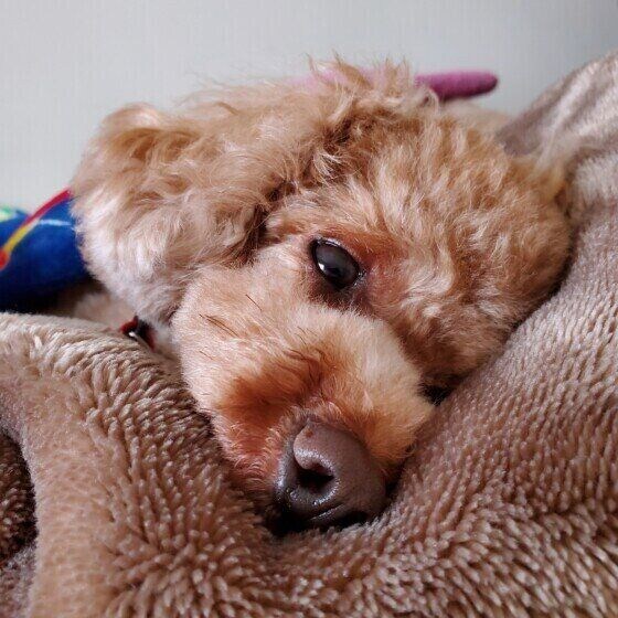 トイ・プードル 眠たくてボーッと