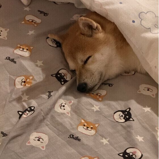 柴　さすけ(豆柴)  