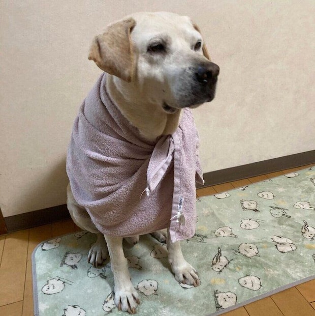 タオルを巻くばしょうくん