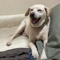 先代犬の面影がある6才の保護犬と家族に！大切に育てられ、13才の現在はいい笑顔を見せていた！