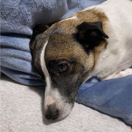 ジャック・ラッセル・テリア 冬悟起きて