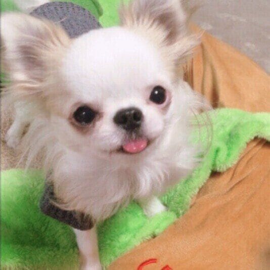 チワワ あんこでちゅ