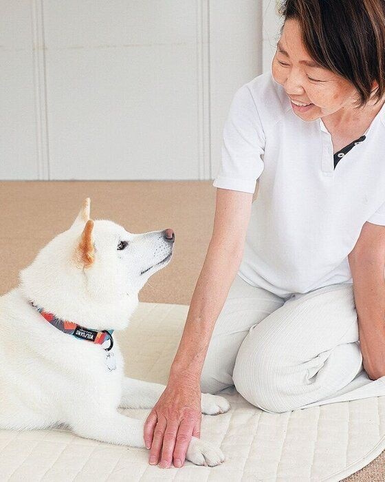 なでなでされる柴犬