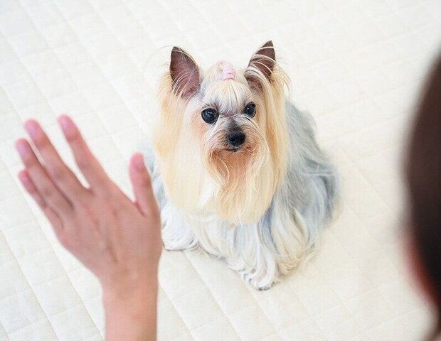 ハンドサインをで指示を受けるヨークシャー・テリア