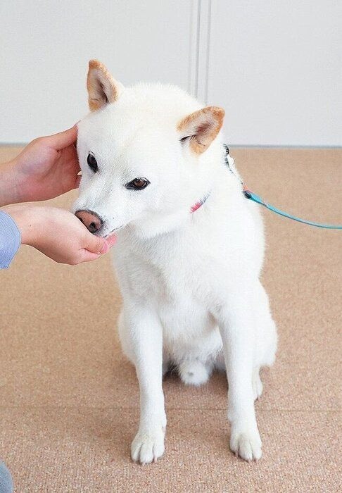 なでなでされておやつをもらう柴犬
