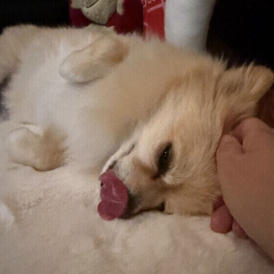 なでなでが好きなもかちゃん