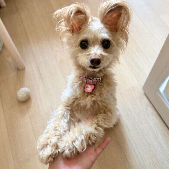 両手でオテをするあんずちゃん