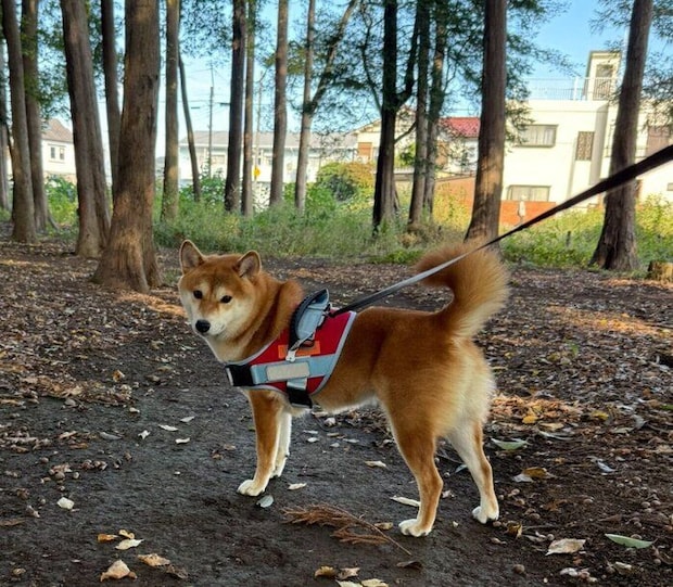 朝の散歩を楽しむまろんちゃん