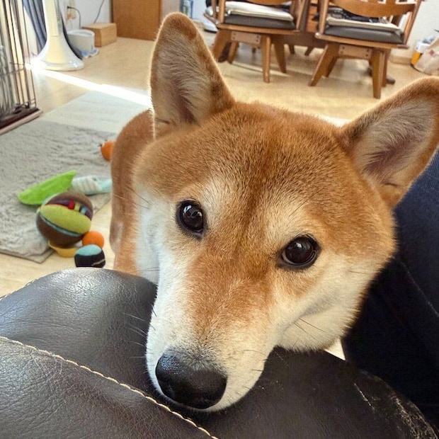 おやつをおねだりするまろんちゃん