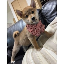 小さな“タヌキ風”だった柴の子犬が、2才の“美犬”に！　外ではビビり、家では“お嬢様”のギャップがたまらない