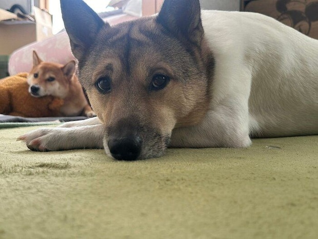 仲良くまったりするこうめちゃん、福くん